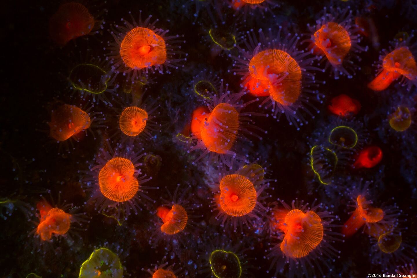 Corynactis californica (Club-Tipped Anemone)