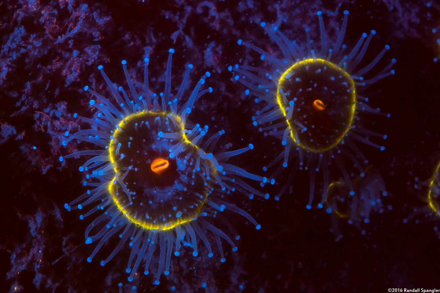 Corynactis californica (Club-Tipped Anemone)