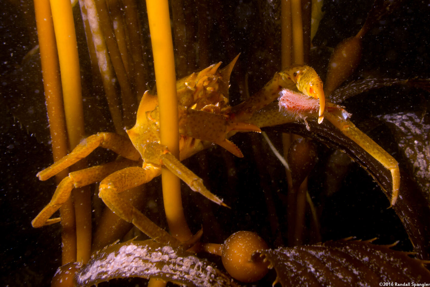 Pugettia producta (Northern Kelp Crab)