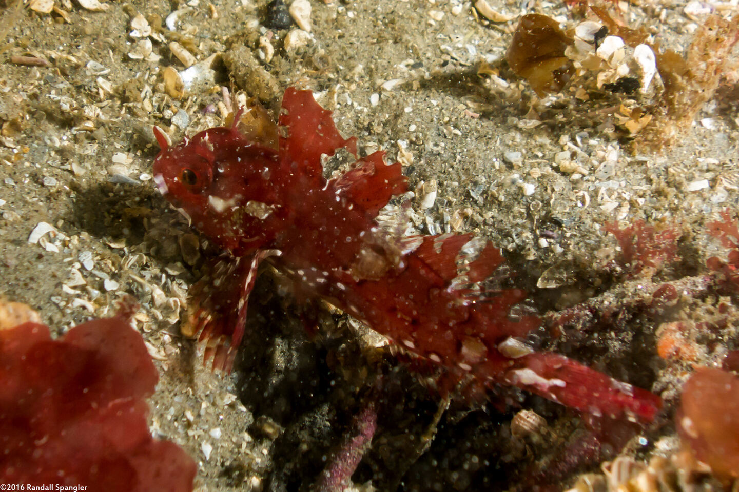 Scorpaenichthys marmoratus (Cabezon)