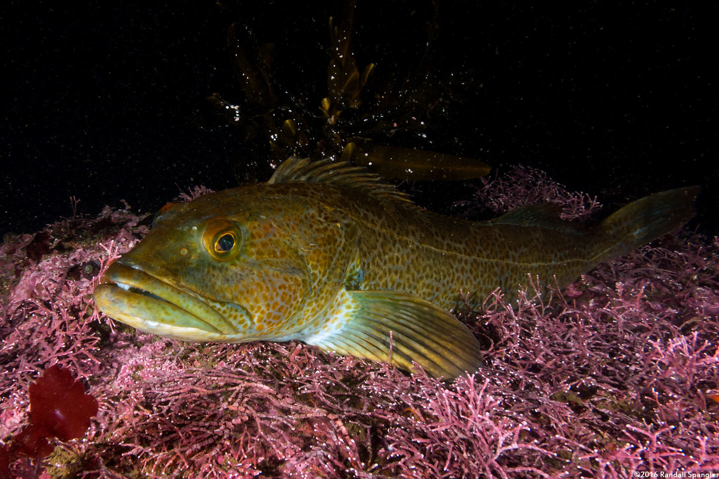 Ophiodon elongatus (Lingcod)