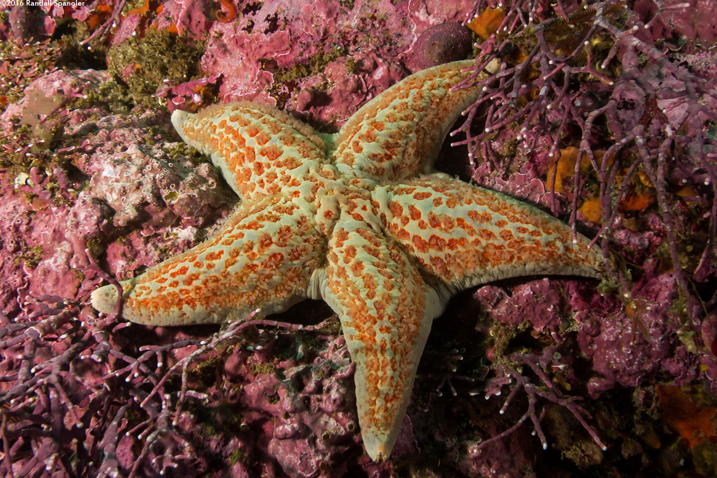 Dermasterias imbricata (Leather Star)