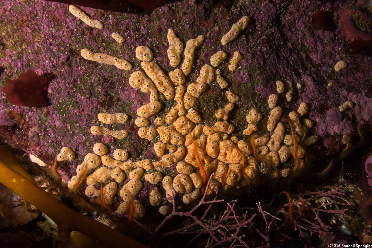 Didemnum carnulentum (Didemnum Carnulentum)