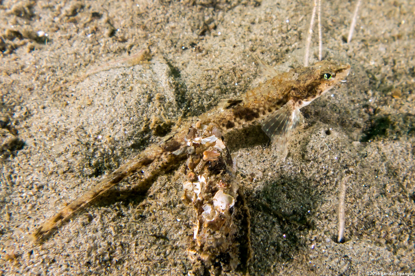 Odontopyxis trispinosa (Pygmy Poacher)