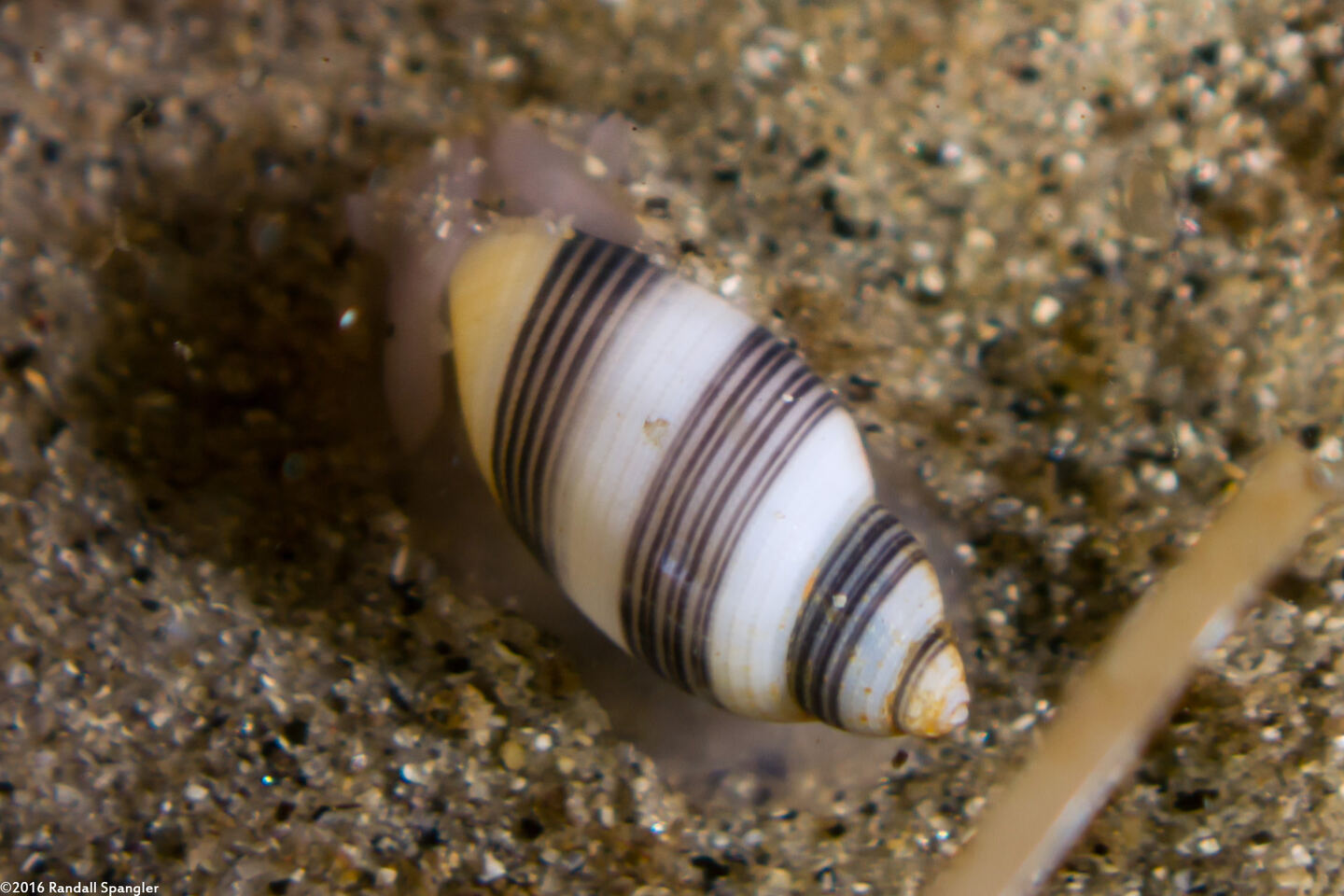 Rictaxis punctocaelatus (Striped Barrel Shell)