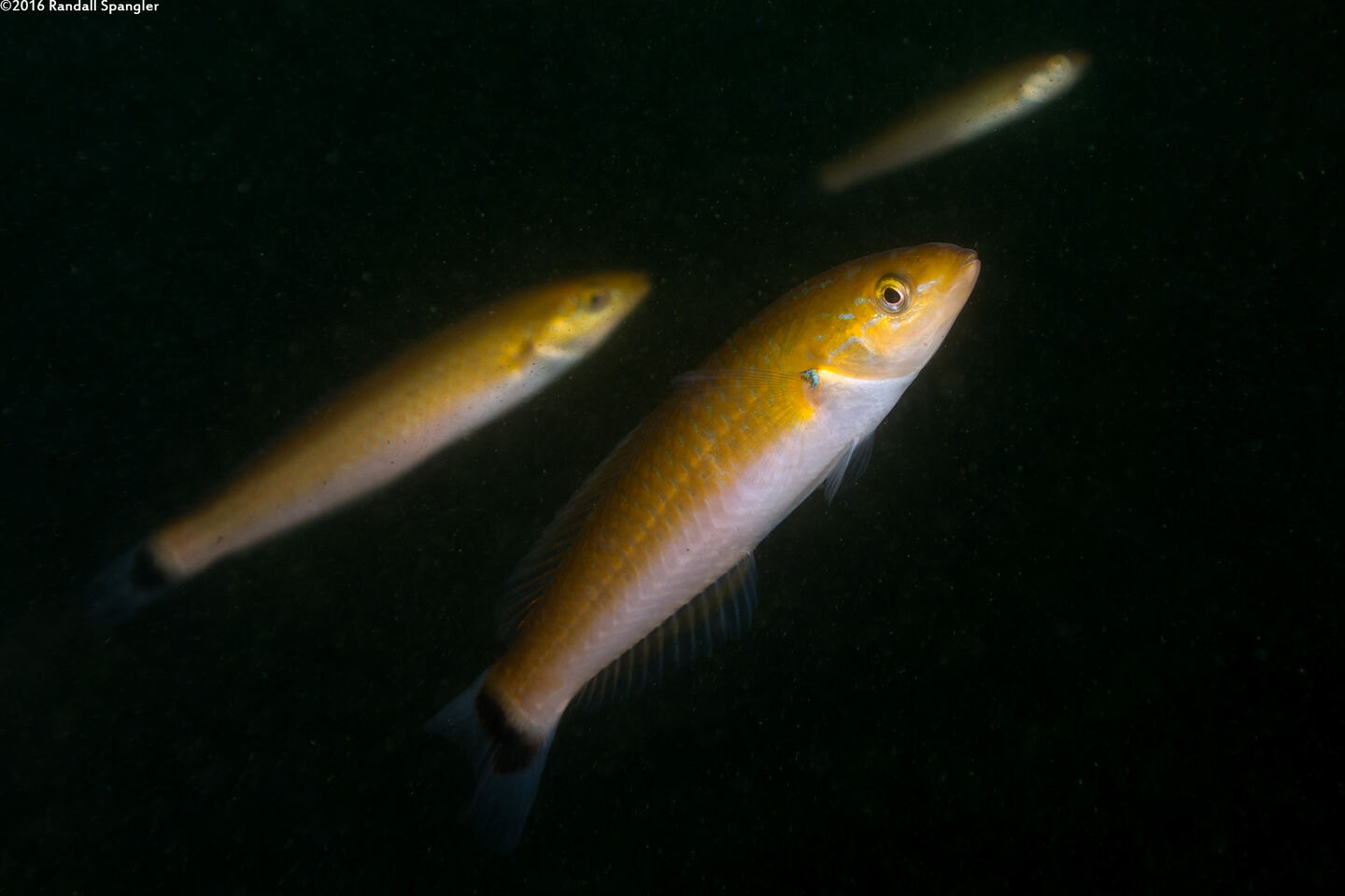 Oxyjulis californica (Señorita)