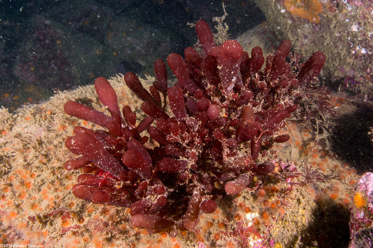 Botryocladia pseudodichotoma (Red Sea Grapes)