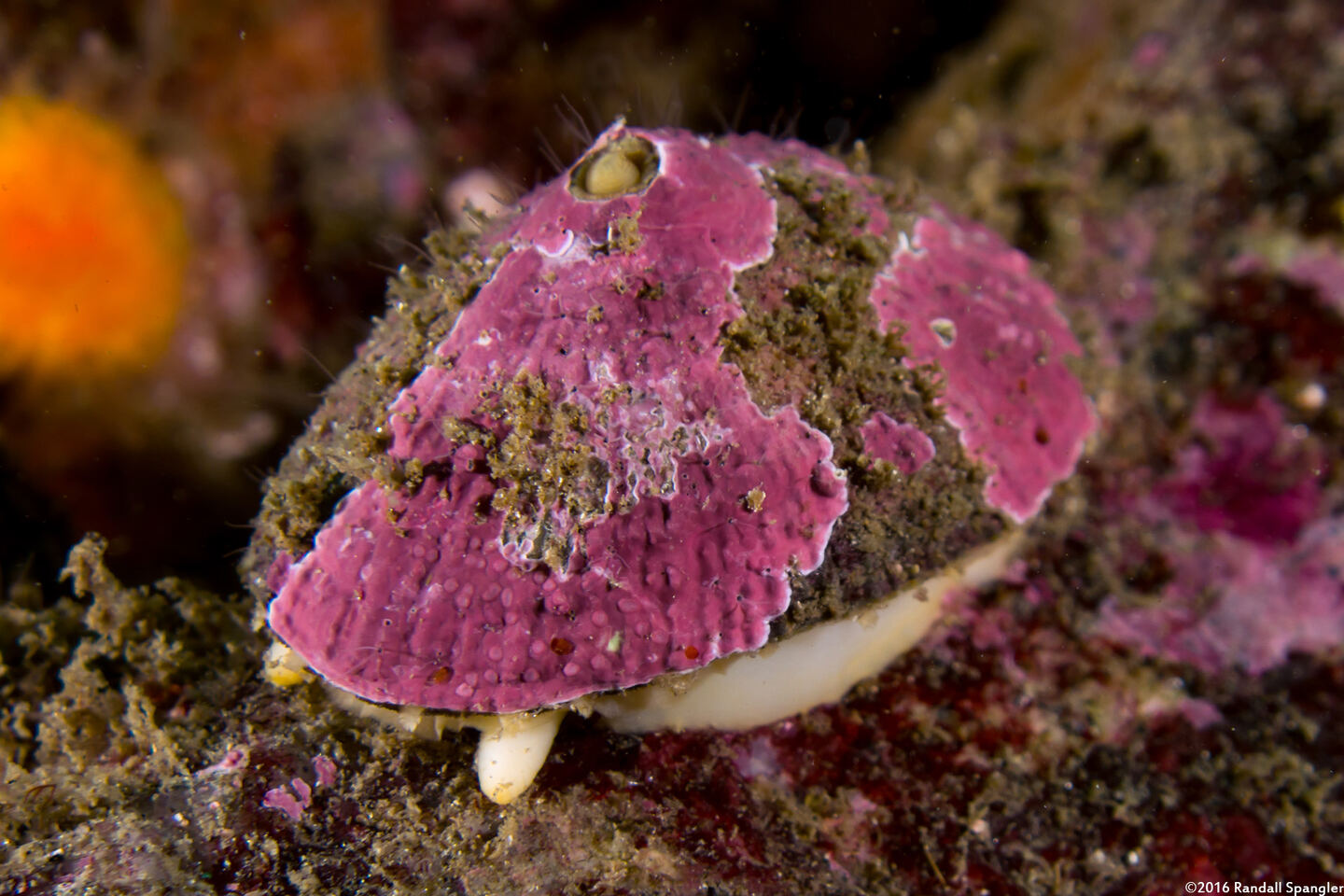 Diodora aspera (Keyhole Limpet)