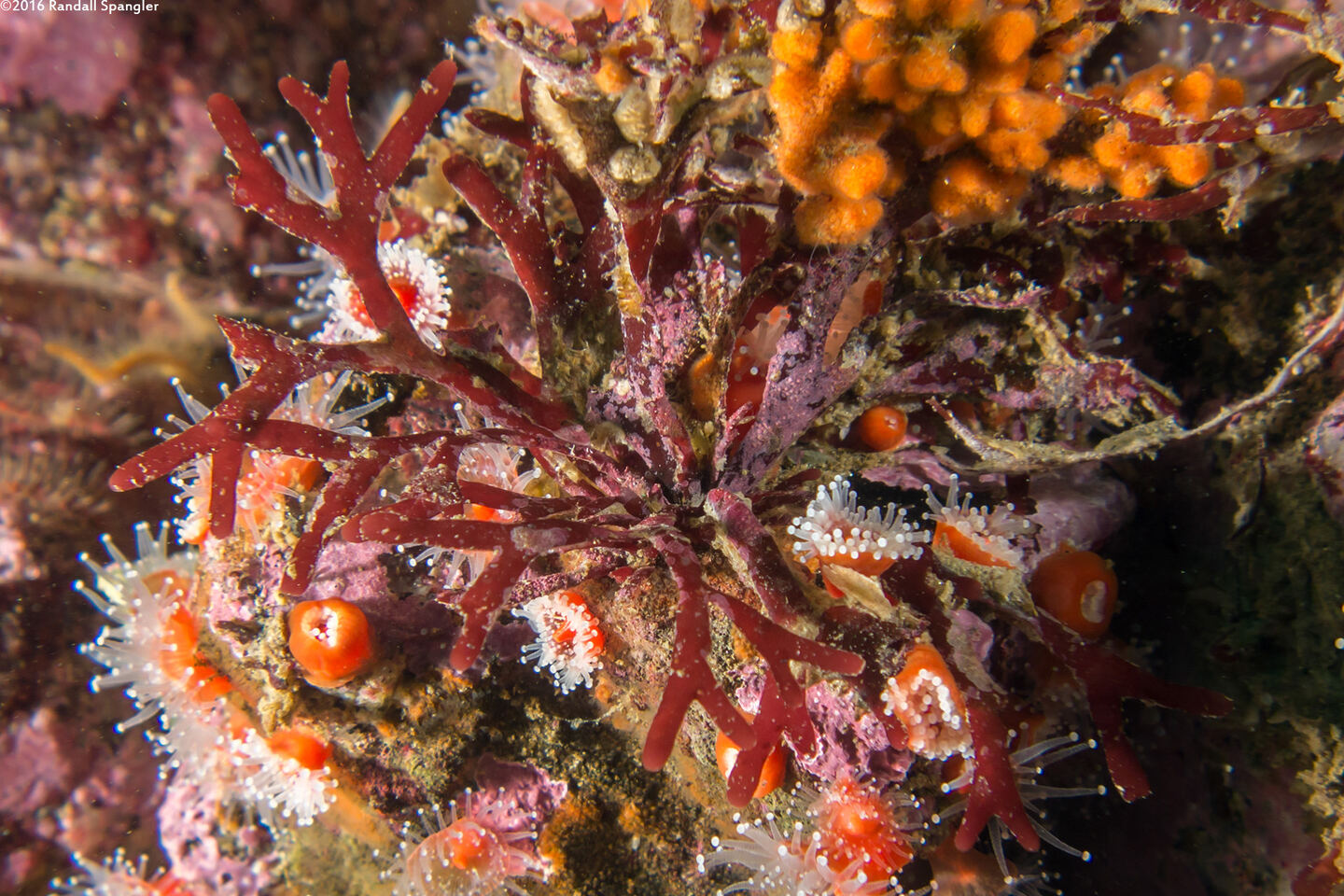 Rhodymenia californica (Rhodymenia Californica)