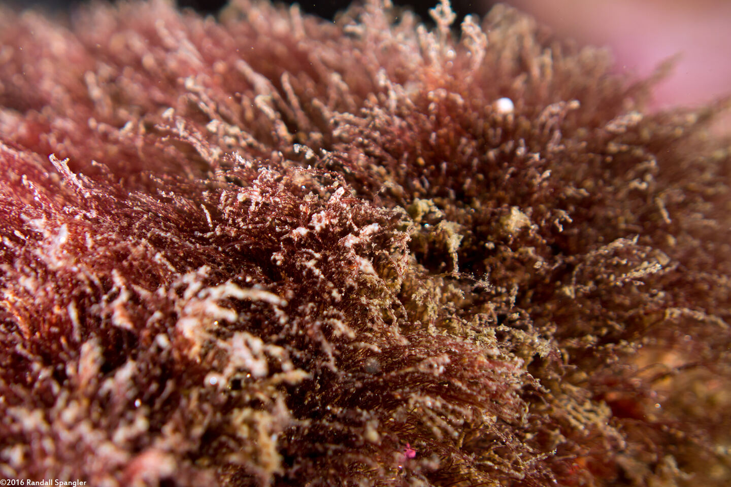Order Ceramiales (Filamentous Red Algae)