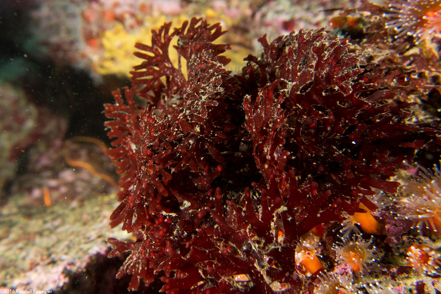 Rhodymenia californica (Rhodymenia Californica)