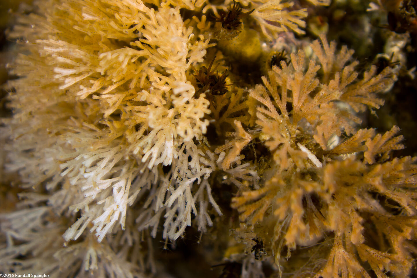 Scrupocellaria sp.1 (Scrupocellaria)