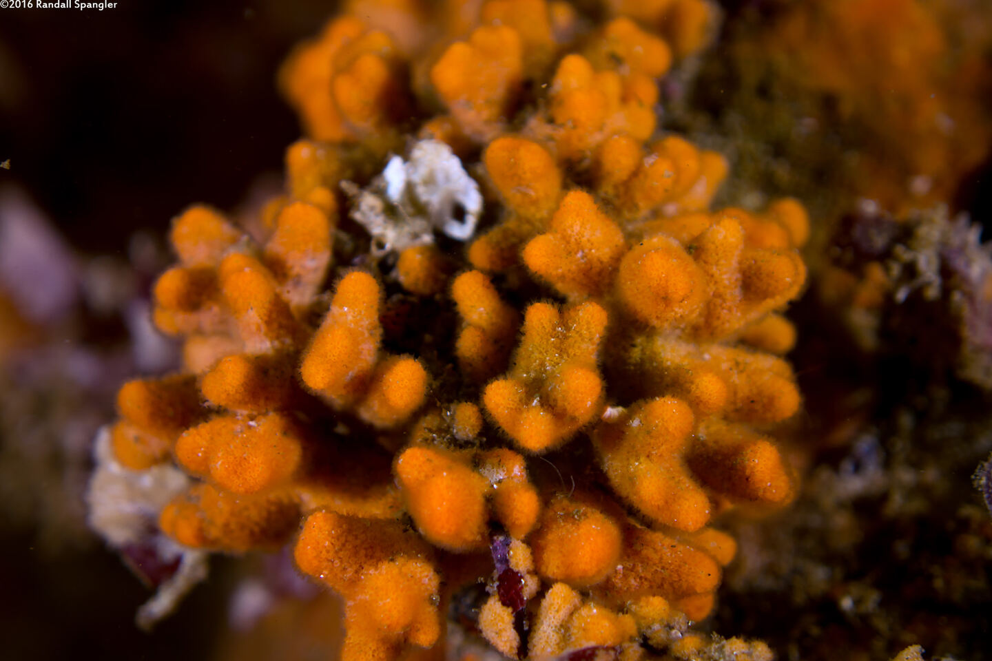 Celleporina robertsoniae (Celleporina Robertsoniae)