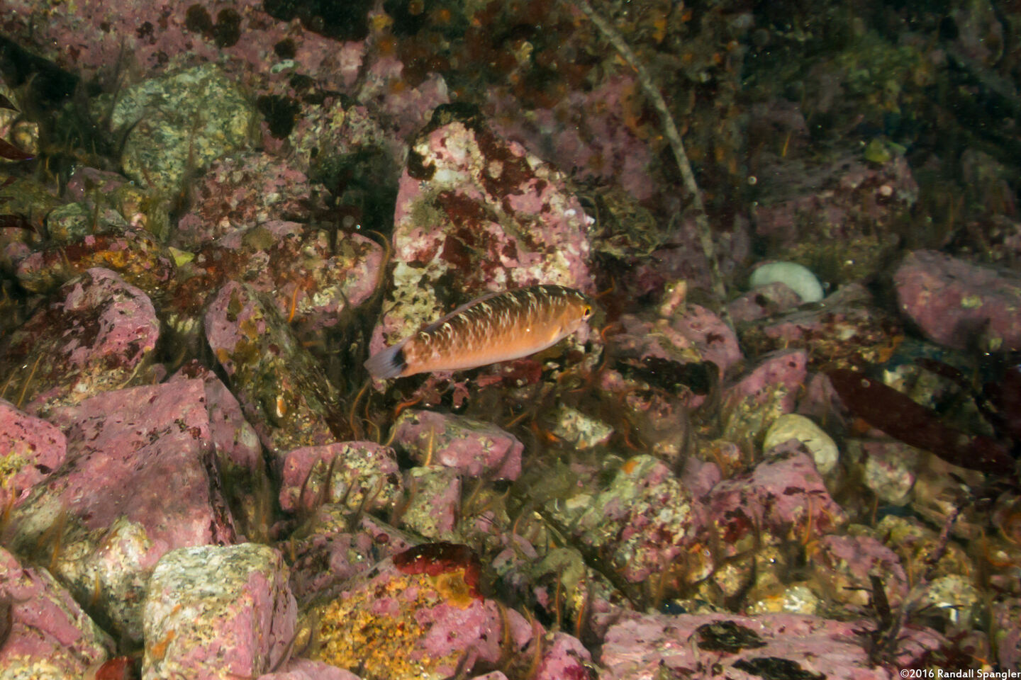 Oxyjulis californica (Señorita); Mottled