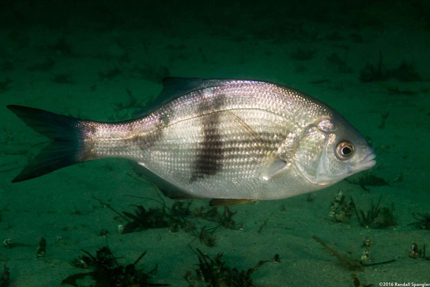 Rhacochilus vacca (Pile Perch)
