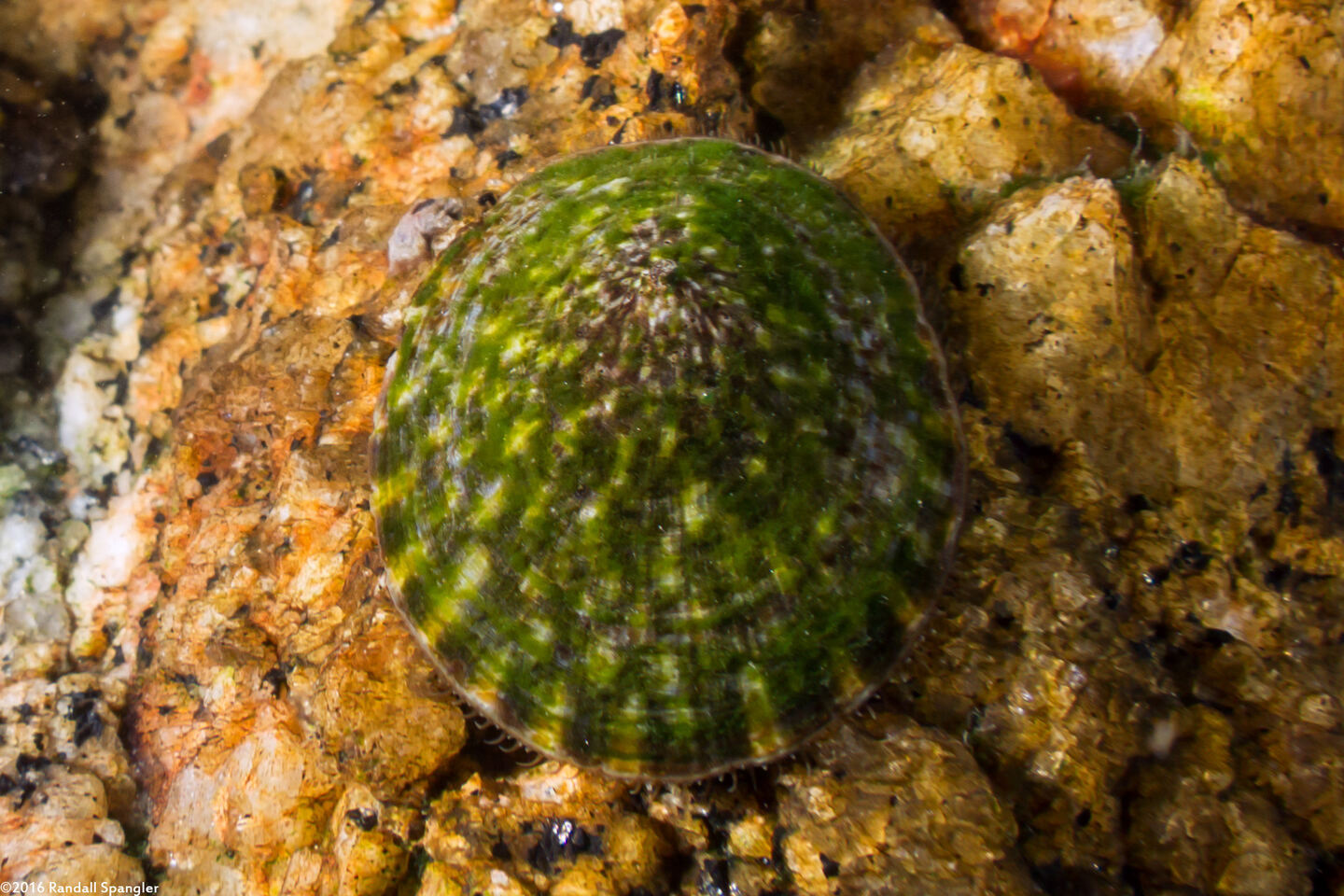Lottia scutum (Pacific Plate Limpet)