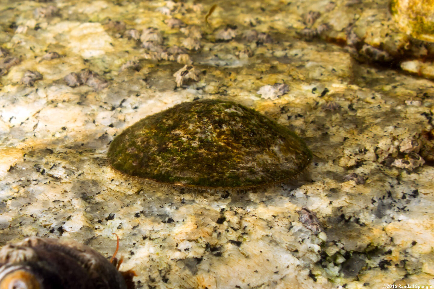 Lottia scutum (Pacific Plate Limpet)