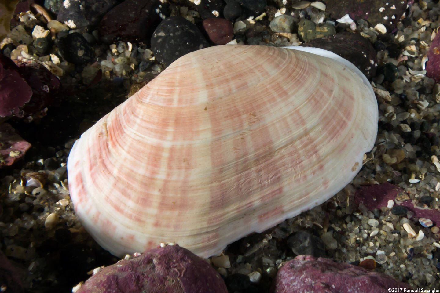 Gari californica (California Sunsetclam)