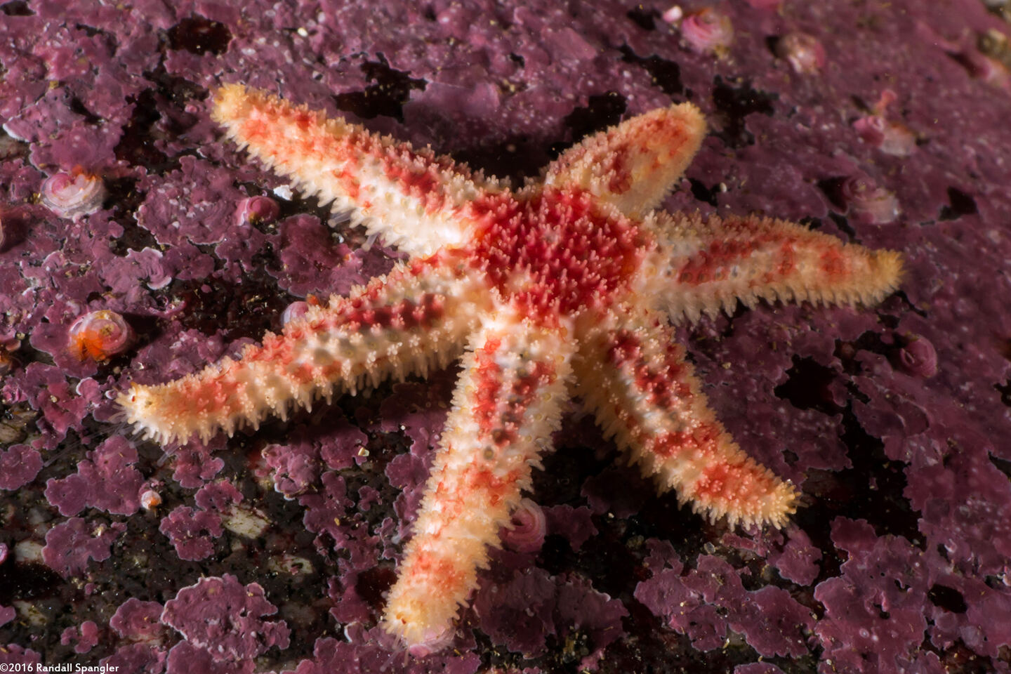 Leptasterias hexactis (Six-Arm Star)