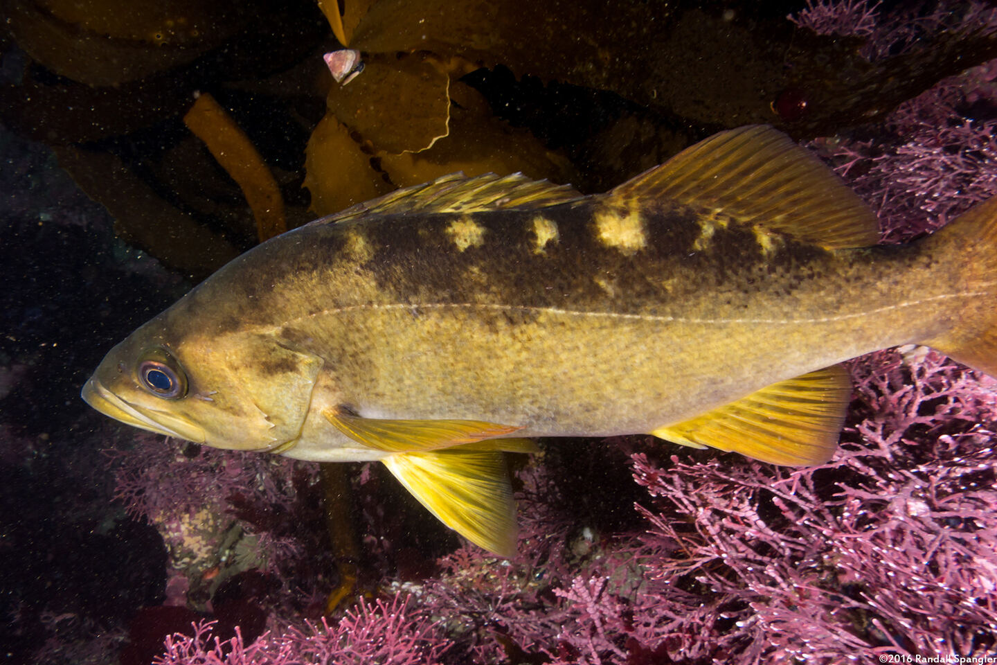 Sebastes serranoides (Olive Rockfish)