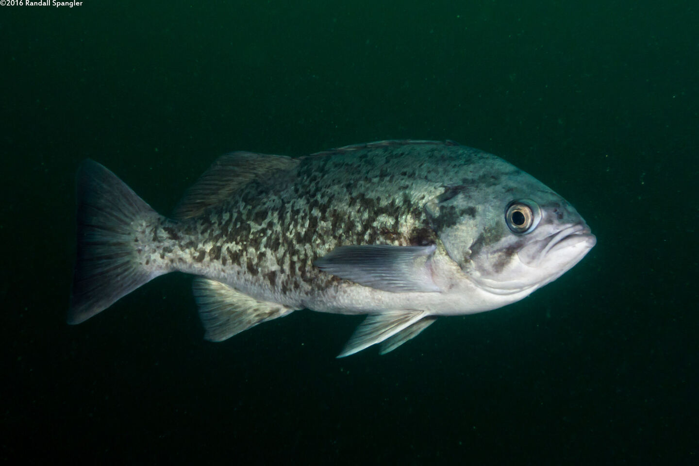 Sebastes mystinus (Blue Rockfish)