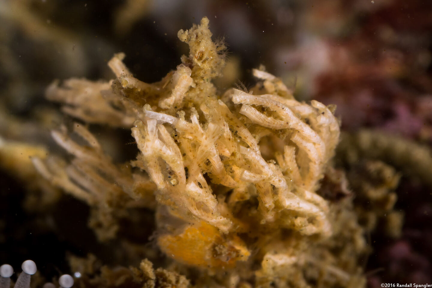 Scrupocellaria sp.1 (Scrupocellaria)