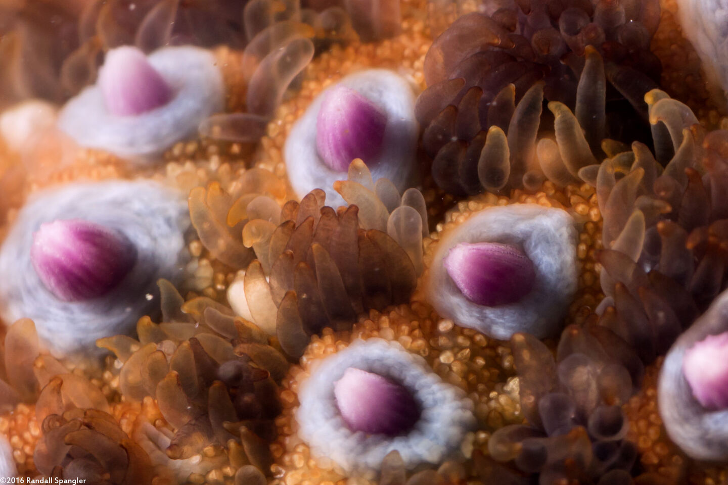 Pisaster giganteus (Giant Spined Star); These are the giant spines that give the star its name