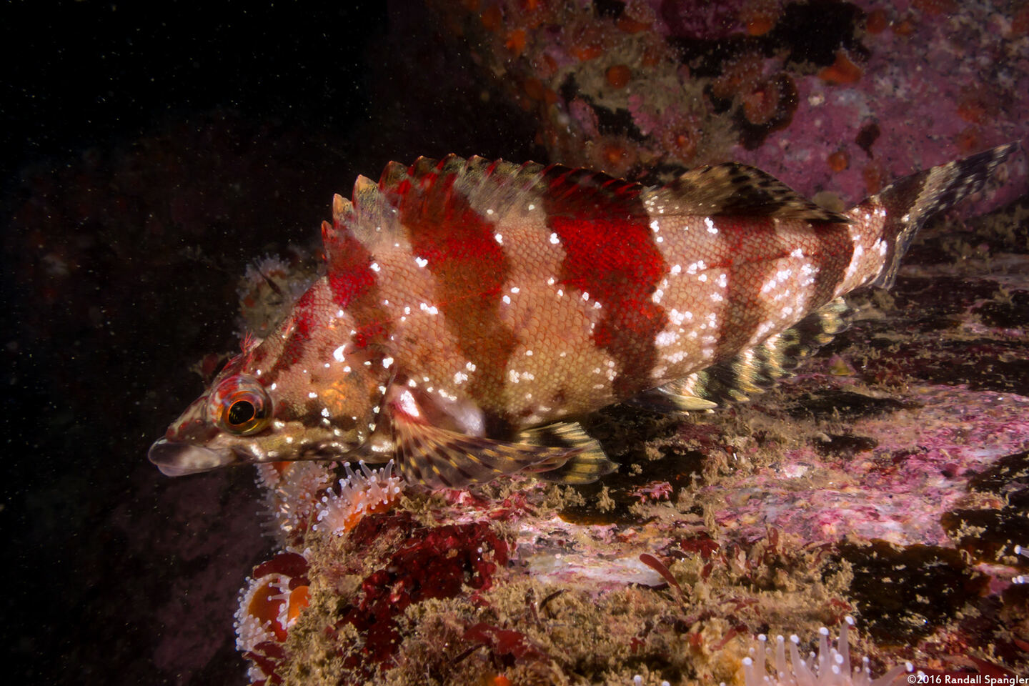 Oxylebius pictus (Painted Greenling)