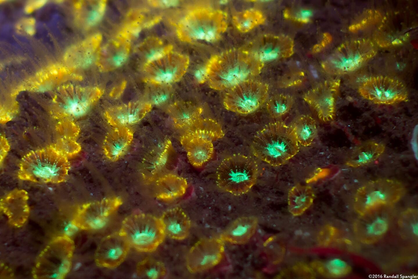 Astrangia haimei (Astrangia Haimei)