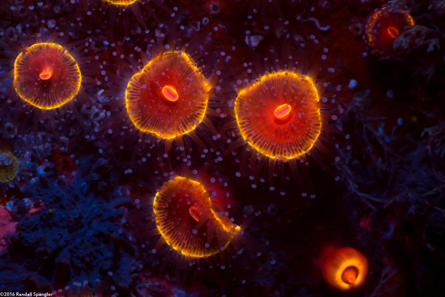 Corynactis californica (Club-Tipped Anemone)