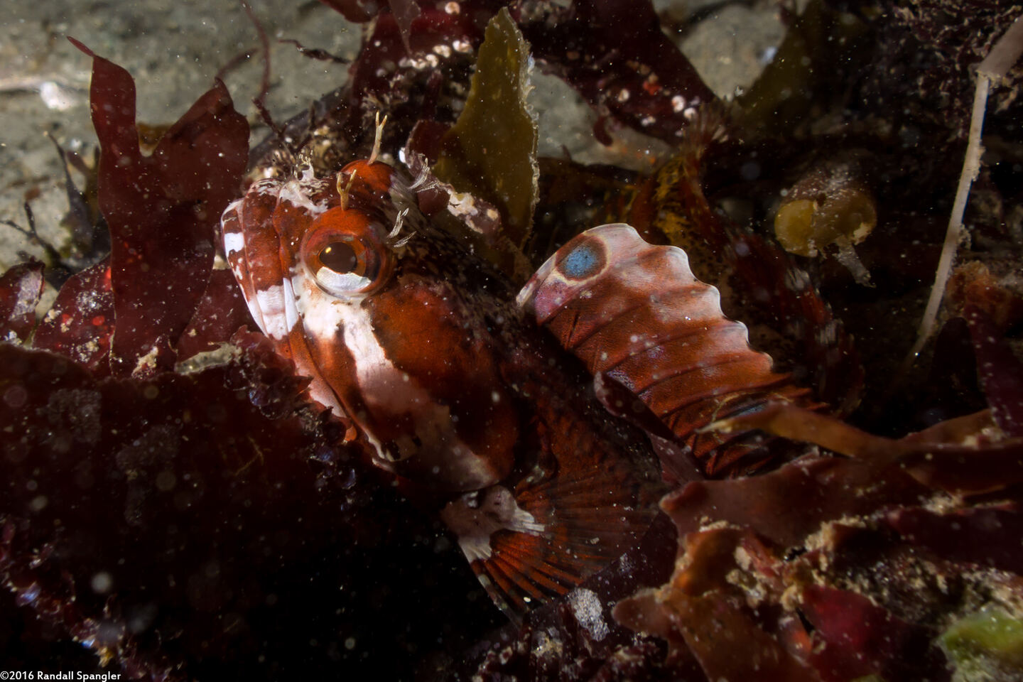 Neoclinus blanchardi (Sarcastic Fringehead)