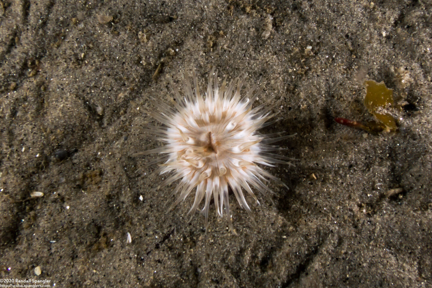 Diadumene leucolena (Ghost Anemone)