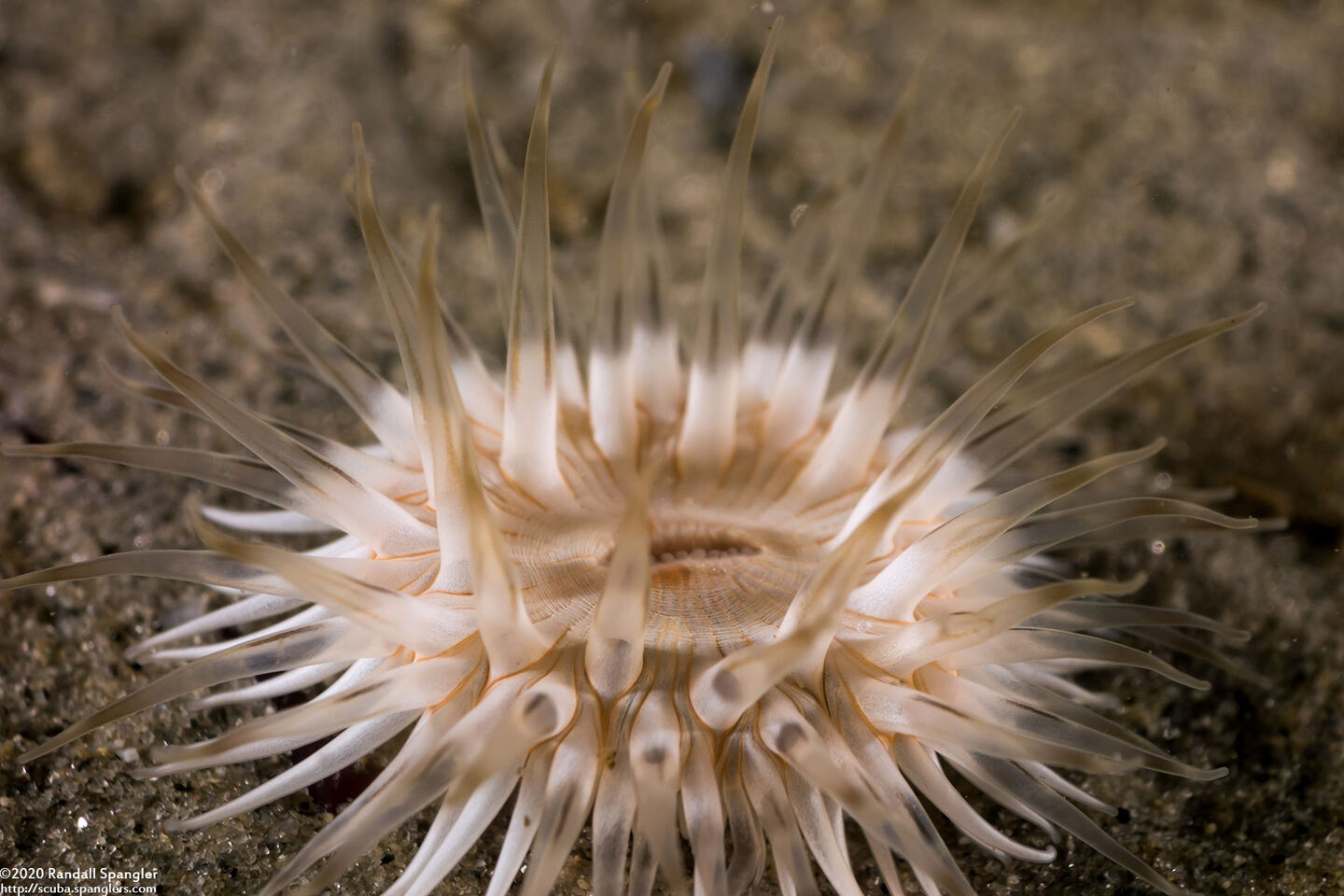 Diadumene leucolena (Ghost Anemone)