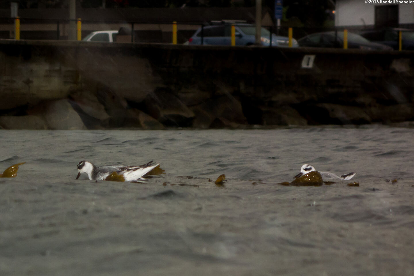 Charadrius semipalmatus (Semipalmated Plover)