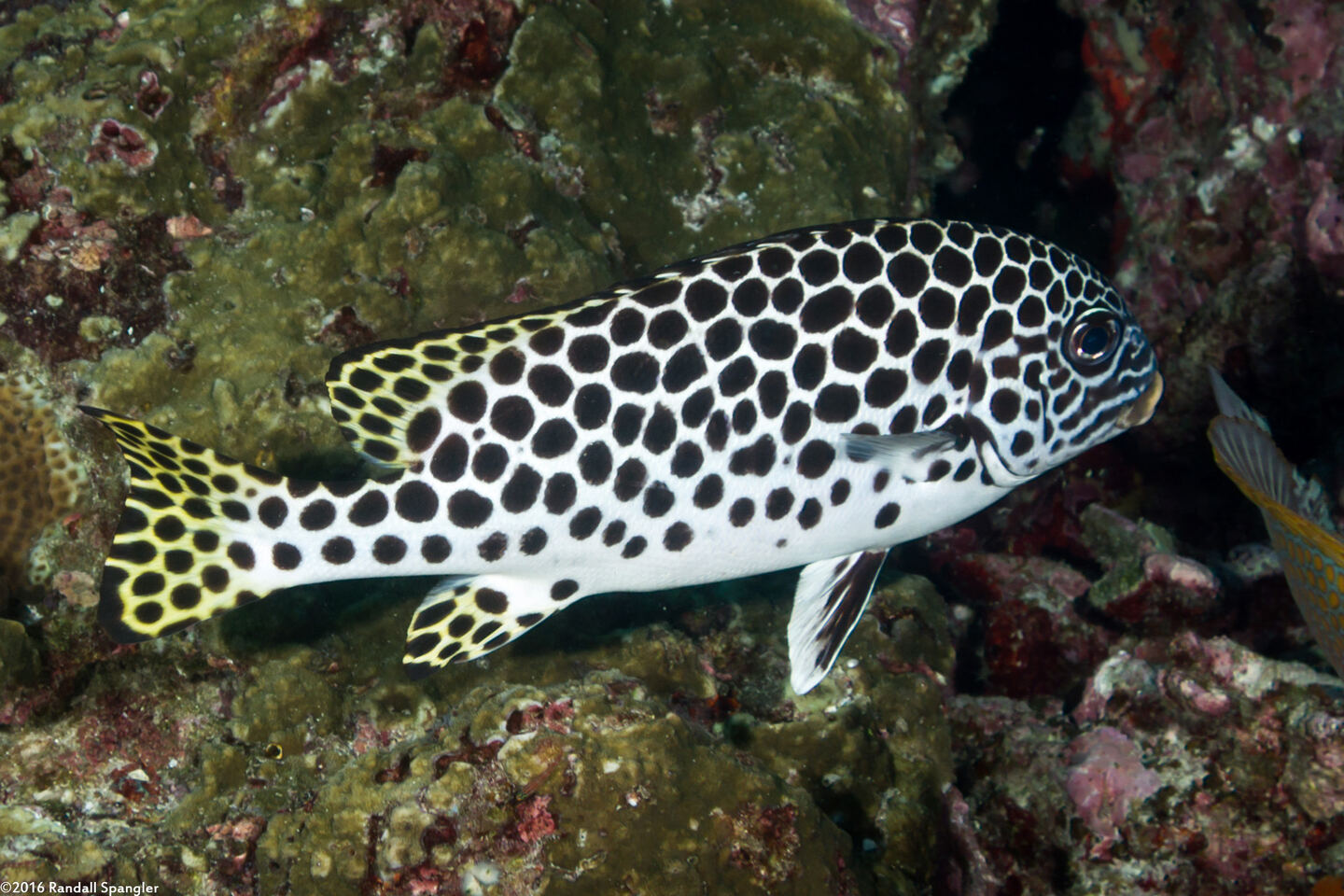 Plectorhinchus macrospilus (Andaman Sweetlips)