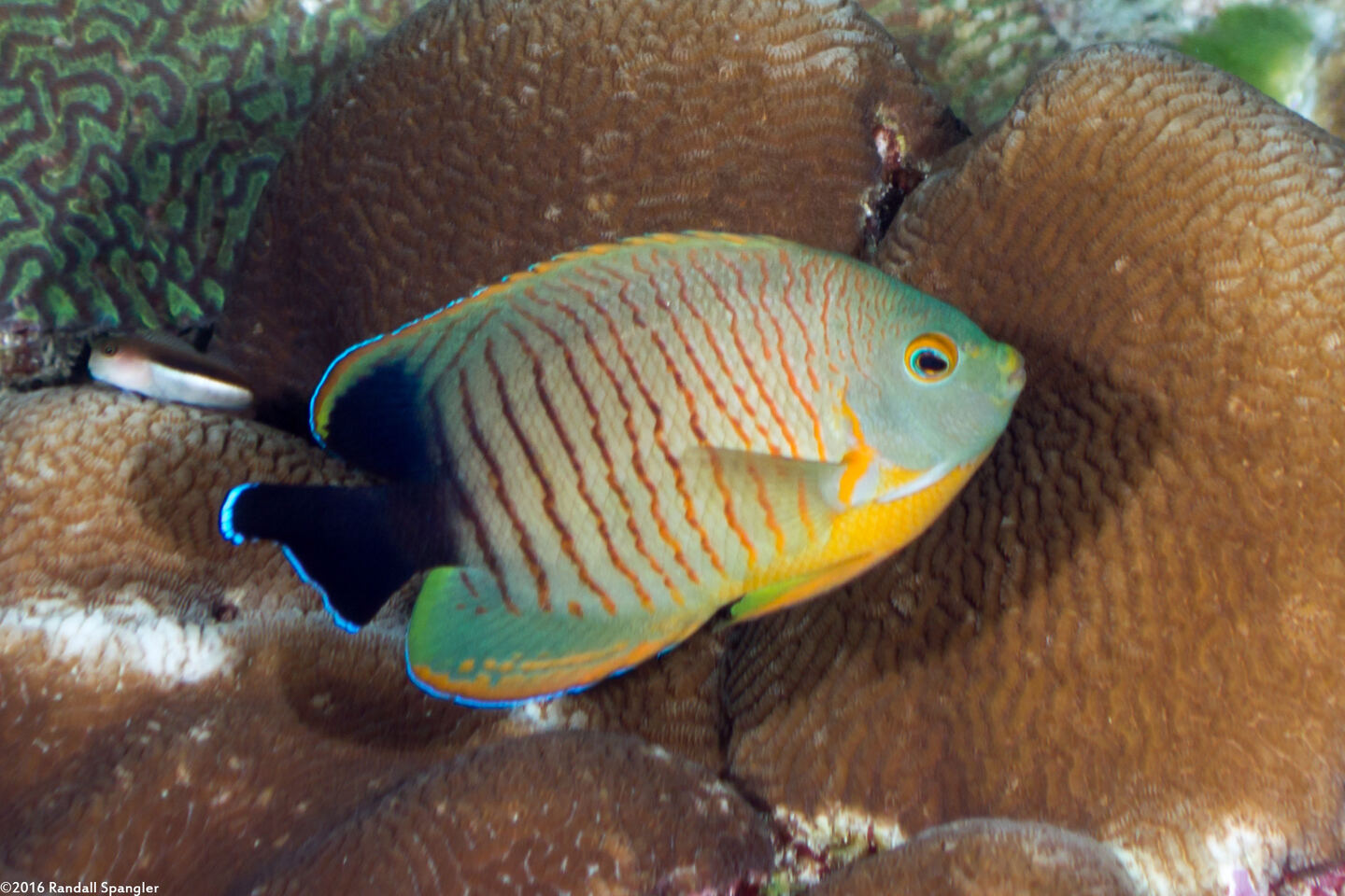 Centropyge eibli (Blacktail Angelfish)