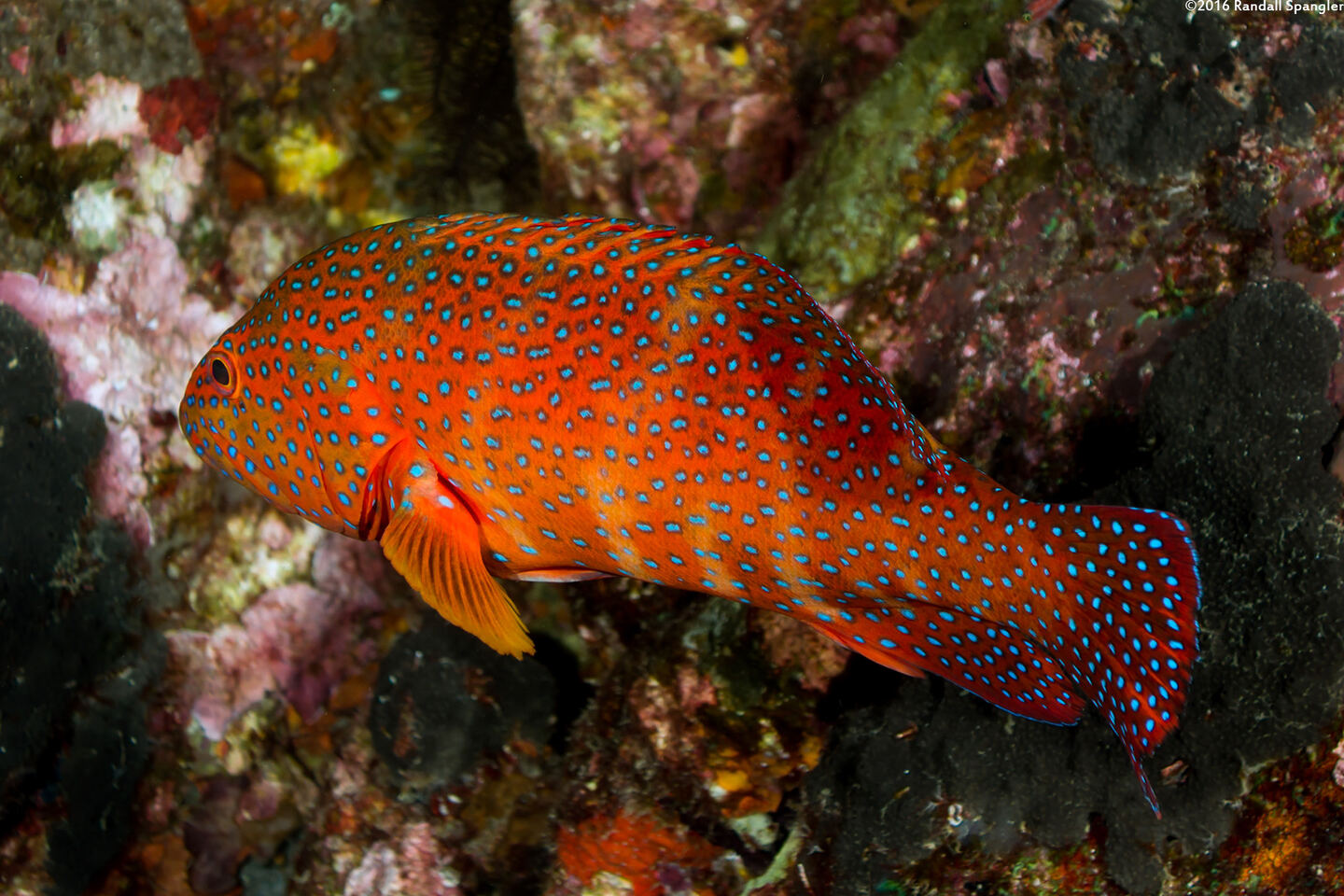 Cephalopholis miniata (Coral Grouper)