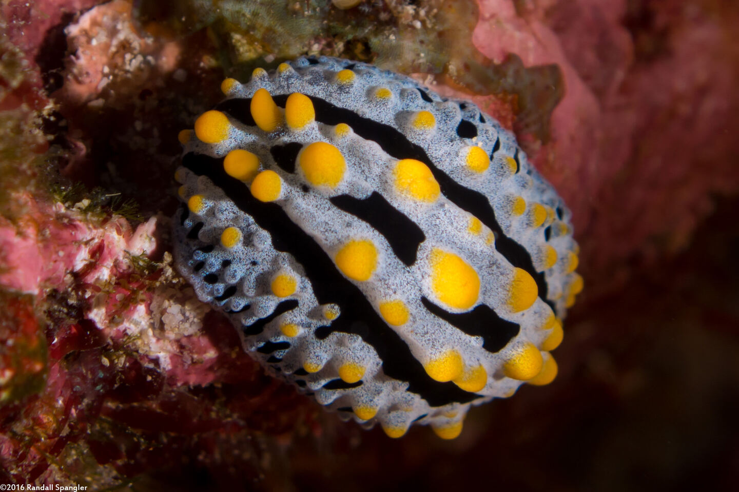 Phyllidia varicosa (Varicose Phyllidia)