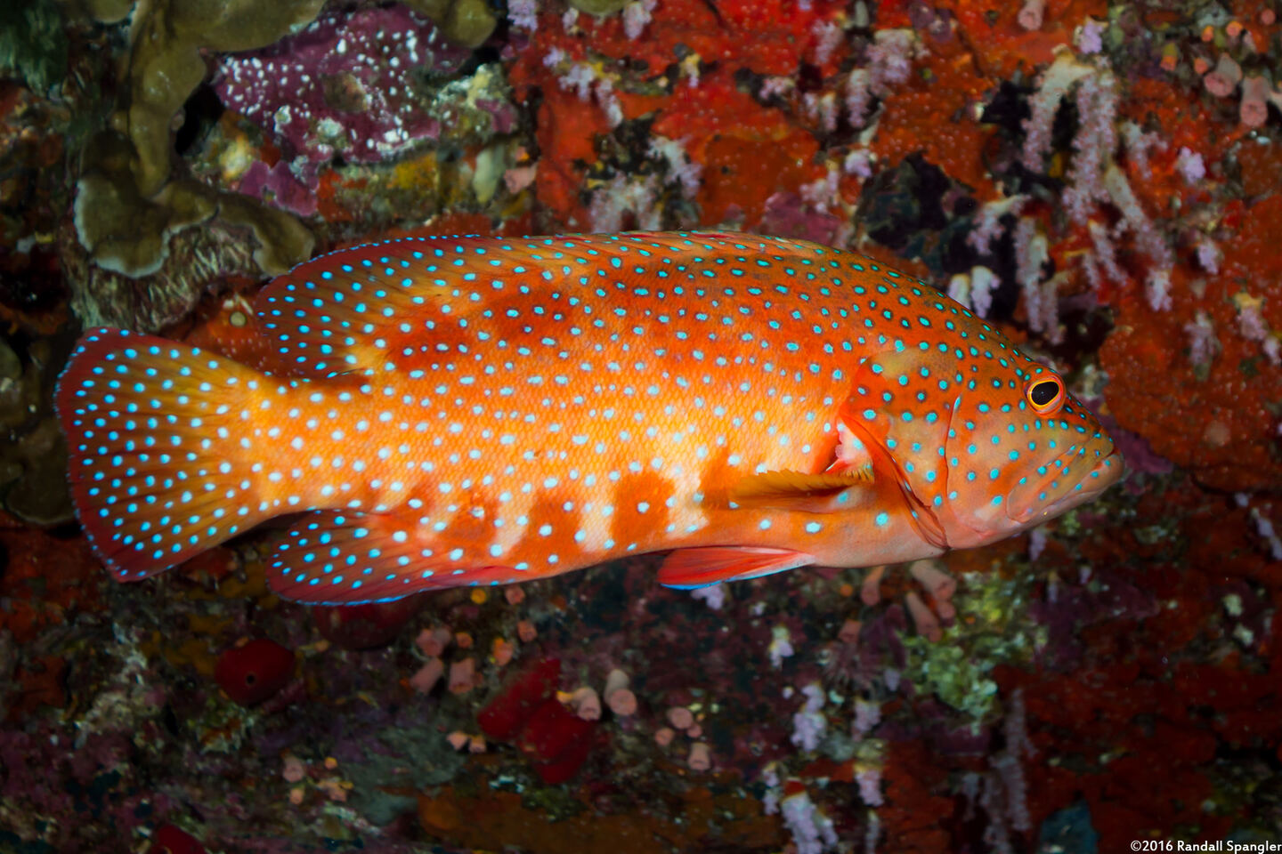 Cephalopholis miniata (Coral Grouper)