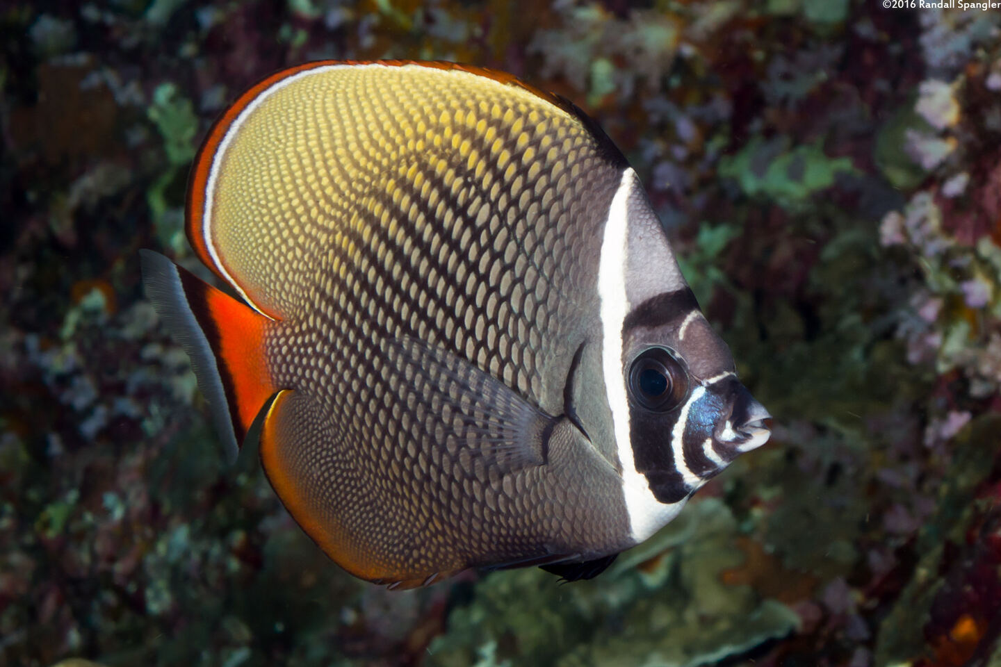 Chaetodon collare (White Collar Butterflyfish)