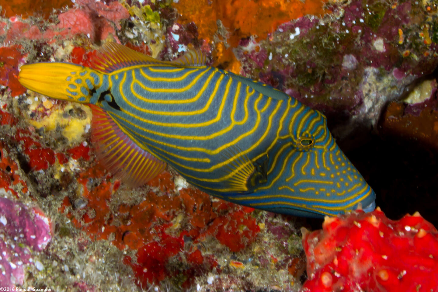 Balistapus undulatus (Orange-Lined Triggerfish)