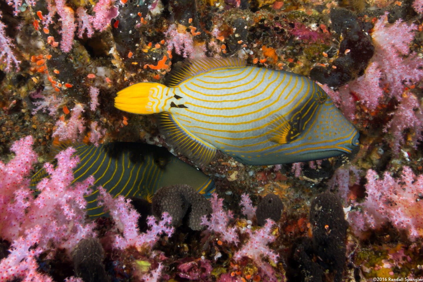 Balistapus undulatus (Orange-Lined Triggerfish)