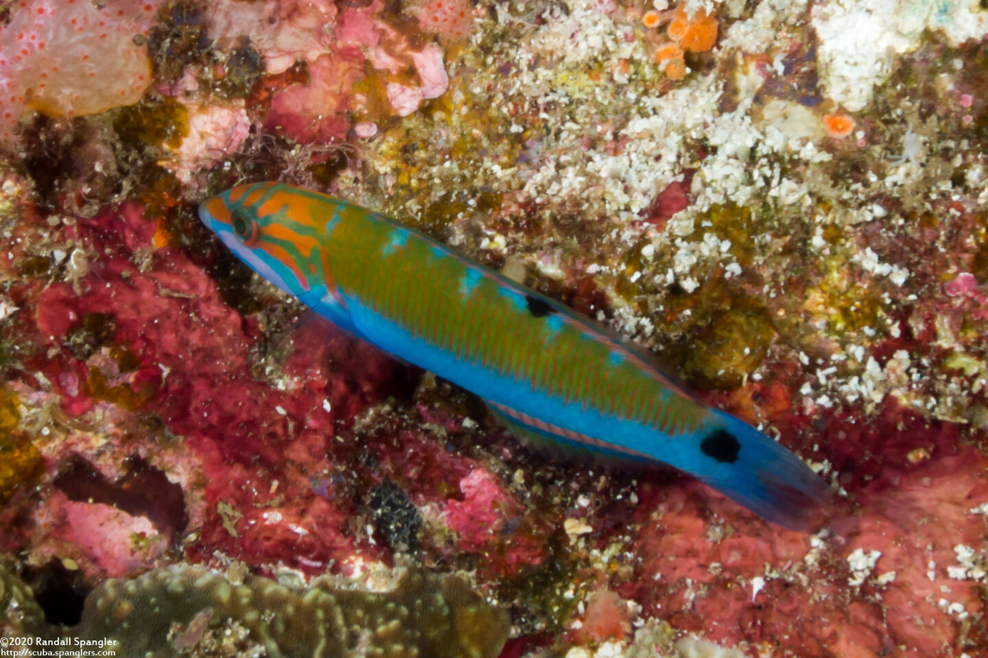Thalassoma lunare (Crescent Wrasse)