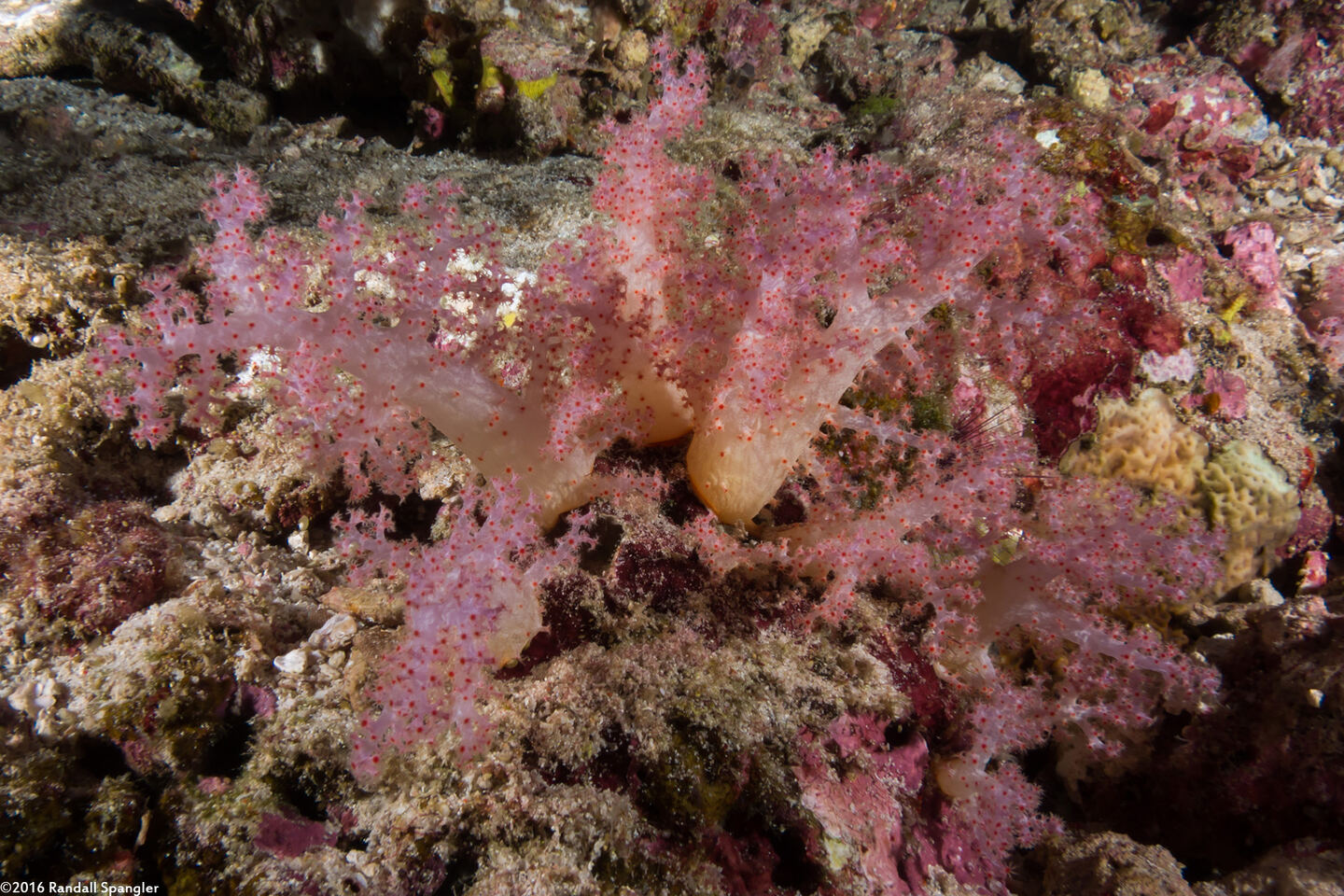 Dendronephthya sp.1 (Dendronephthya)