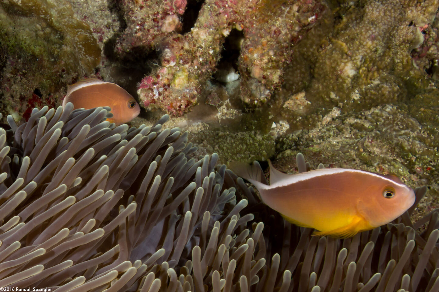 Amphiprion akallopisos (Skunk Anemonefish)