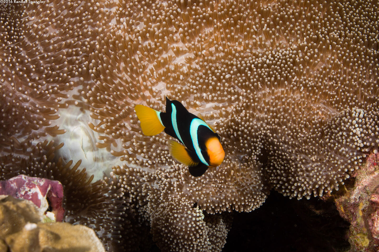 Stichodactyla mertensii (Merten's Carpet Anemone)
