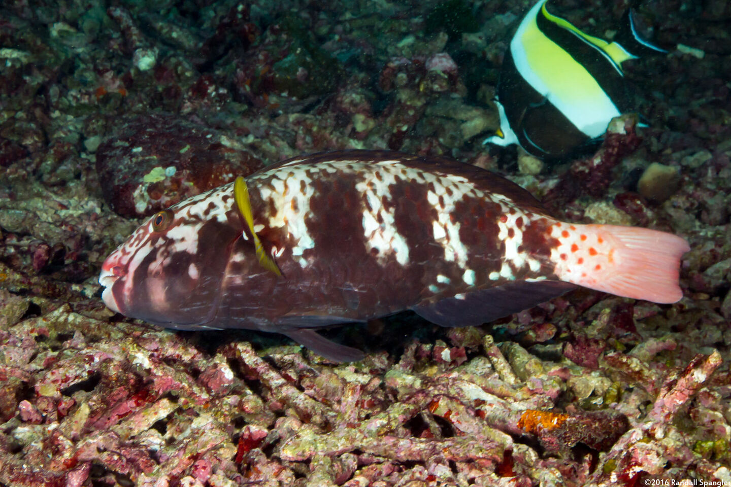 Chlorurus capistratoides (Indian Parrotfish)
