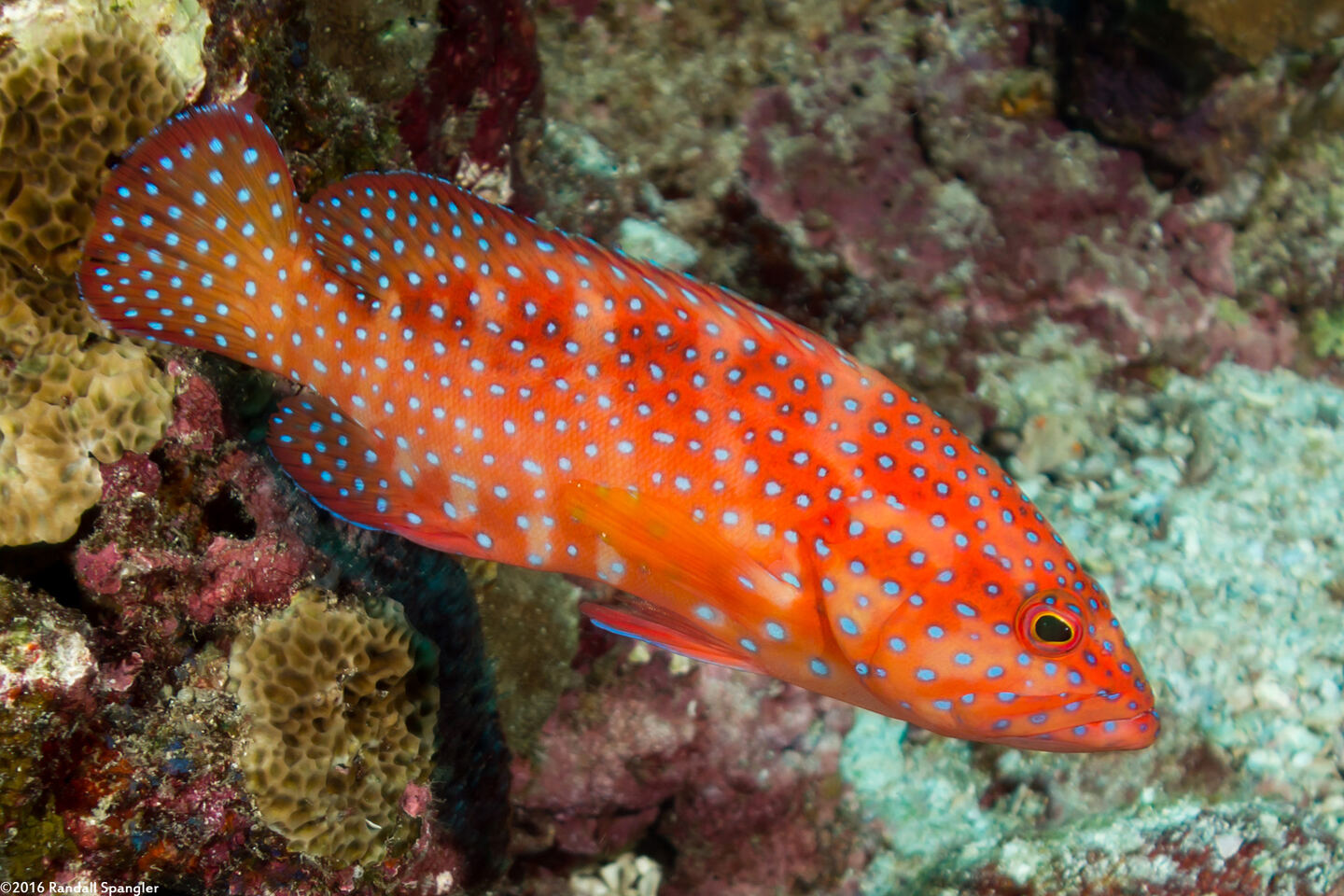 Cephalopholis miniata (Coral Grouper)