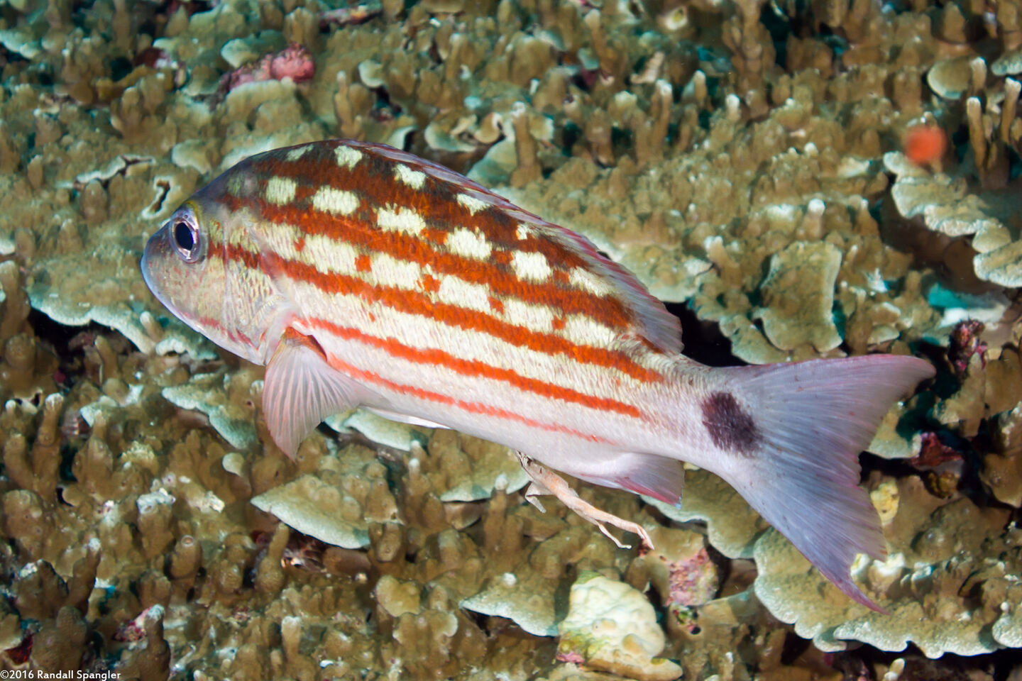 Lutjanus decussatus (Checkered Snapper)