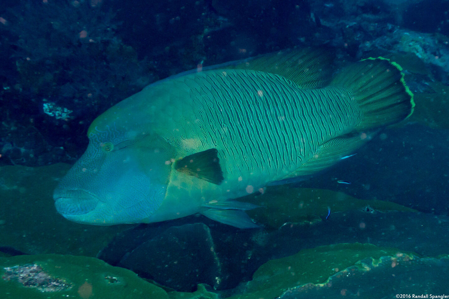 Cheilinus undulatus (Humphead Wrasse)